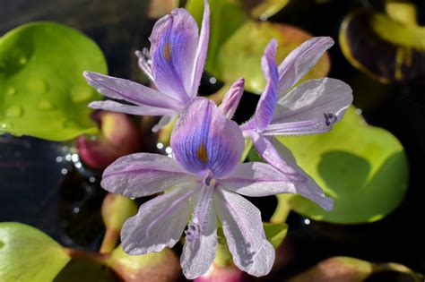 Water Hyacinths Eichhornia Crassipes Splash Plants