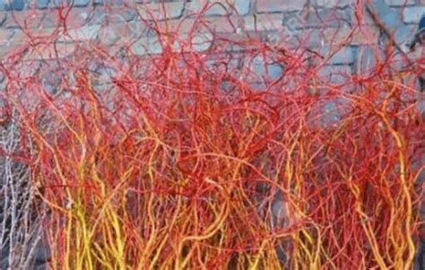 Scarlet Red Curly Willow Tree Mygardenchannel