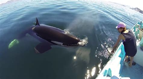 This Killer Whale Swam Up To A Boat Like The Friendliest Little Pal