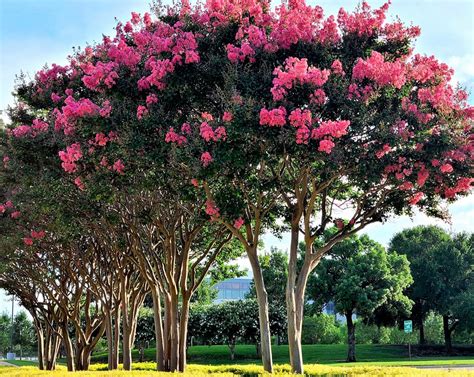 Los 12 árboles Con Flores Rosas Más Bonitas Lista Con Fotos