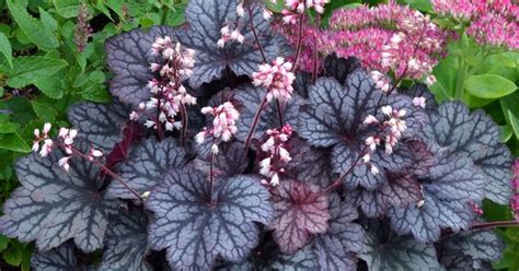 White flowers against a background of silver foliage. Mini heuchera (Coral Bells) 'Frost' | Plants - Perennials ...
