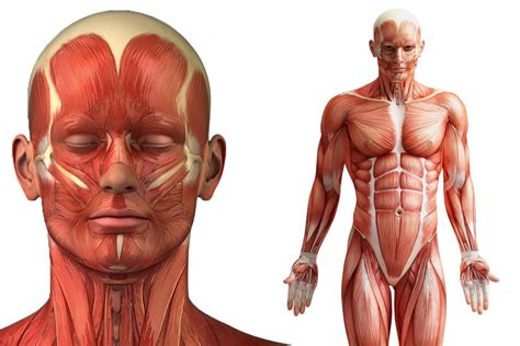 Anatomia Sistema Muscular Images