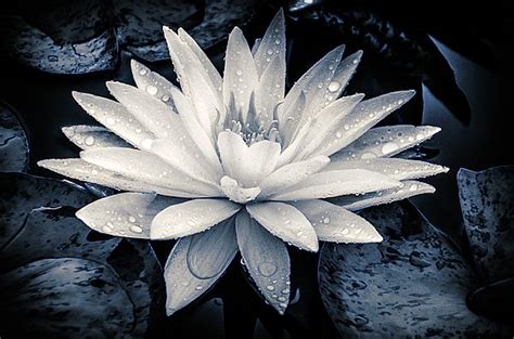 Evening White Water Lily By Julie Palencia Water Lily Palencia