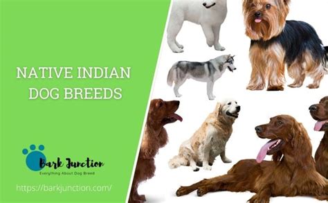 21 Native Indian Dog Breeds All Dogs Of India