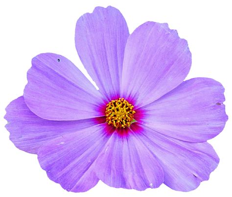 Lilac Purple Cosmo By Jeanicebartzen27 On Deviantart