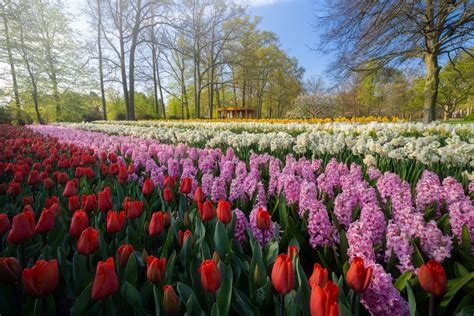 Check Out The Beautiful Flowers In Bloom At The Keukenhof
