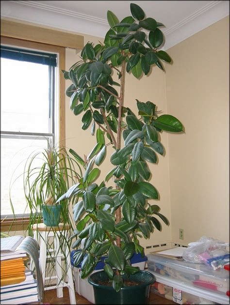 Best Tall Indoor Plants Low Light Home Improvement