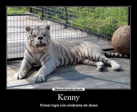 Kenny el tigre blanco con síndrome de Down - Taringa!