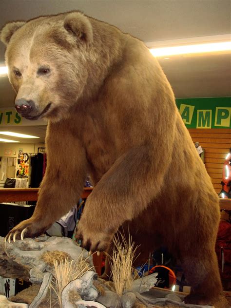 Preserved Kodiak Bear Ursus Arctos Middendorffi Image Free Stock