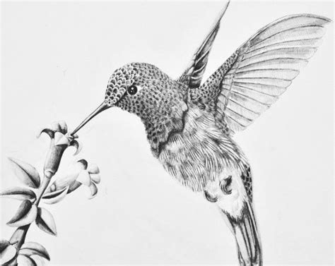 236x183 how to draw a hummingbird and flower, step by step. ♥♥♥Only PRINTS for this item are available at this time♥♥♥ ...
