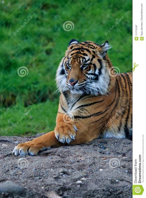 Tired Tiger Staring Stock Image Image Of Orange Mammal 111715187