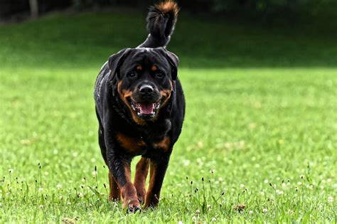 Most Muscular Dog Breeds In The World Top 10 Breeds Petshoper