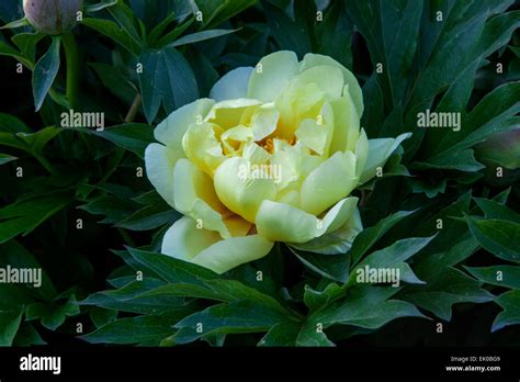 Yellow Tree Peony Hi Res Stock Photography And Images Alamy