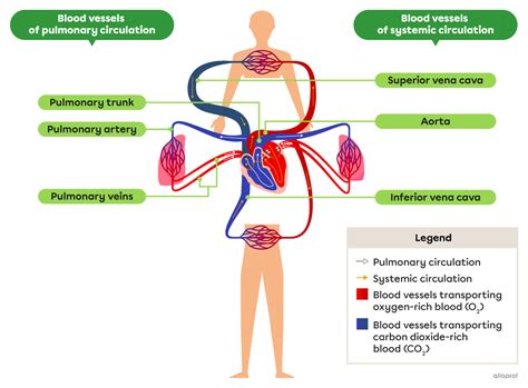 Pulmonary And Systemic Circulations Secondaire Alloprof