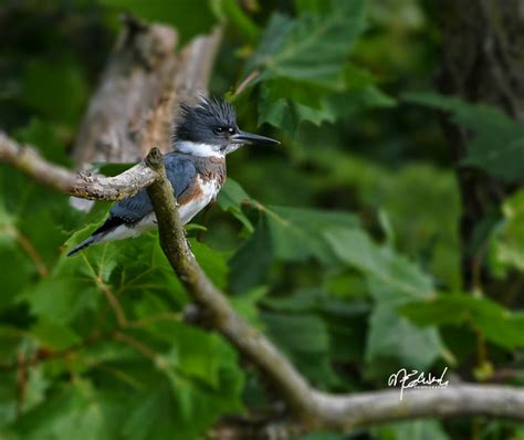 Tripadvisor has 65,045 reviews of london hotels, attractions, and restaurants making it your best london resource. Flickr: The Birding & Wildlife - London, Ontario Pool