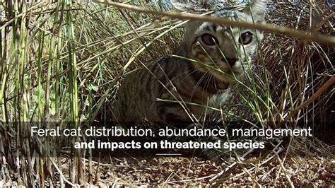 Feral Cat Distribution Abundance Management And Impacts On Threatened