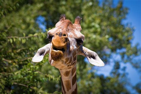 Free Images Animal Wildlife Zoo Mammal Fauna Long Neck Yawn