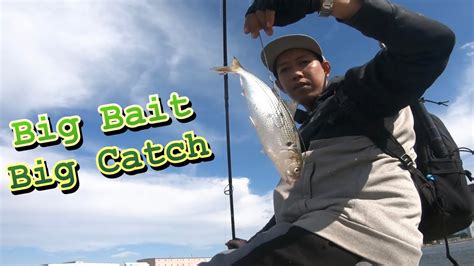 Yellowtail Amberjack Fishing Japan Live Bait Fishing Youtube