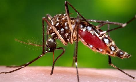 Mosquito Sex Might Be The Key To Fighting Malaria The Week