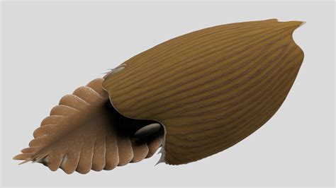A Football Shaped Animal Species Is Discovered In A 500 Million Year