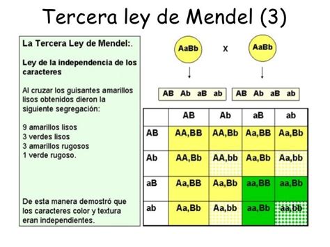 Cuadro De Punnet Tercera Ley De Mendel Masamo