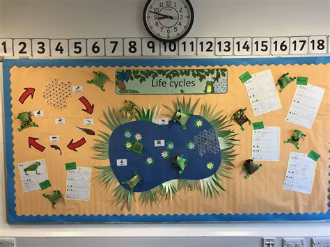 Life Cycle Of A Sunflower Display Poster Teacher Made 802