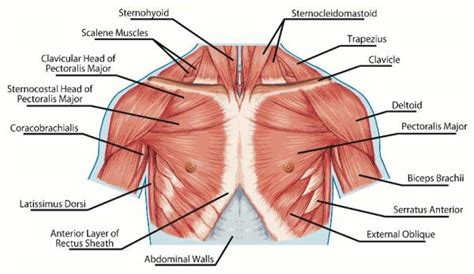 The scapula (shoulder blade), clavicle (collarbone) and humerus rotator cuff, a network of muscles and tendons that cover the top of the humerus, or. I've Jacked Up My Shoulder: What Did I Damage and What Do ...
