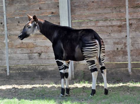 Okapia Johnstoni Okapi In Houston Zoo