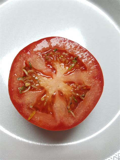 The Seeds Of This Tomato Sprouted Inside Of The Tomato R