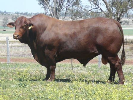 There's a lot of weight for. Santa Gertrudis and Santa Gertrudis Cattle Breeds ...