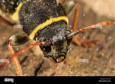 Long Horned Beetle Clytus Ruricola Stock Photo Alamy