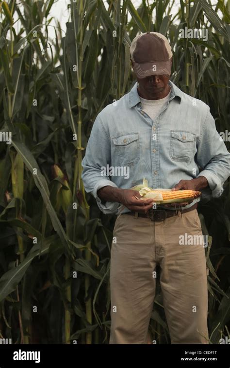 African American Farmer Looking At Corn Crop Stock Photo Alamy