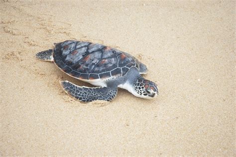 Further, not all turtles can swim. Pet Turtles That Stay Small and Look Cute Forever - Pet Ponder