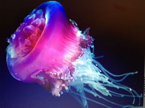 Beautiful Amazing Jellyfish Ocean Animals Ocean Pictures