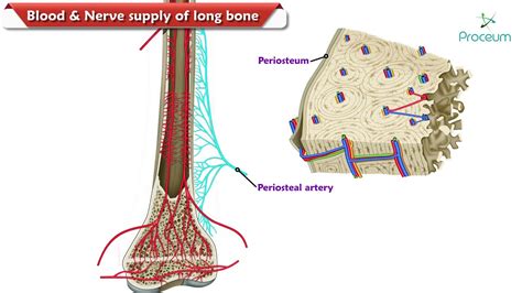 Blood Supply Of Long Bone Animated Video Youtube