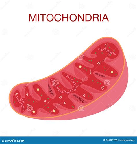 Structure Of Mitochondria Vector Illustration