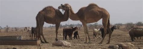 How Far Can A Camel Run Without Stopping Today I Started Running For