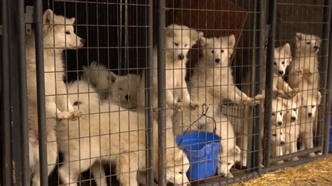 Breaking 160 Puppy Mill Victims Rescued Happening Now The Aspca Is