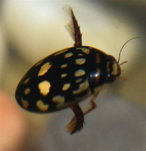 sunburst diving beetle bugs in cyberspace
