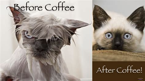 Coffee Cats Cat Coffee Coffee Is Life Cats