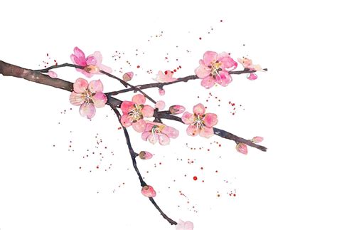 Sakura Japan Flower Drawing