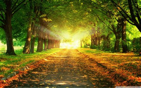 Autumn Path Wallpaper Beautiful Pictures Wallpaper