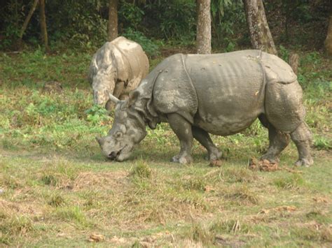 Nepal Rhino Census Shows Increase Wwf