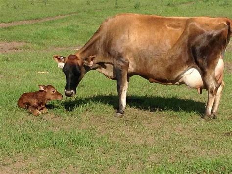 Jersey Cow And Calf Beautiful Jersey Cow Cow Calf Cow