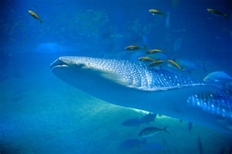 Free Stock Photo 7415 Large Whale Shark Underwater Freeimageslive