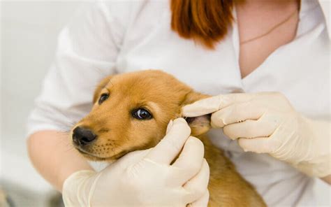 Otitis En Perros S Ntomas Y Tratamiento Muestrasacasa