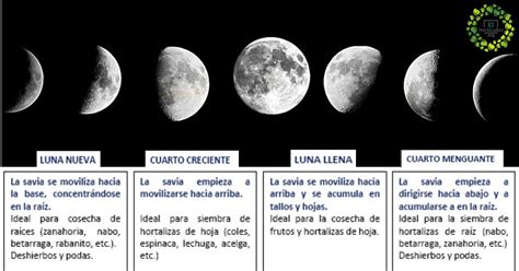 Cómo Cultivar Con Las Fases De La Luna Fácil De Recordar El