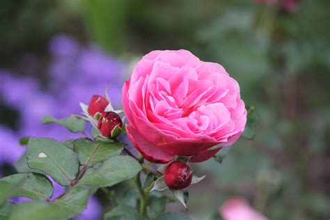 Pink Rose With Buds Cc0photo