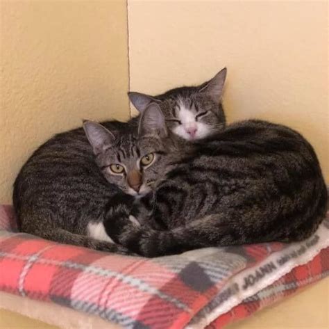 Cat And Kitten Adoption Pasados Safe Haven