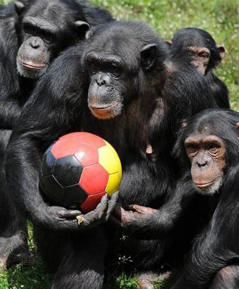 15 Animals Who Love Playing Football 15 Football Memes